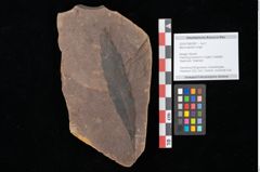 Foto (Objekt + Etikett) von Myrica lignitum (Unger) Saporta (NHMW-GEO-2024-0188-0581)